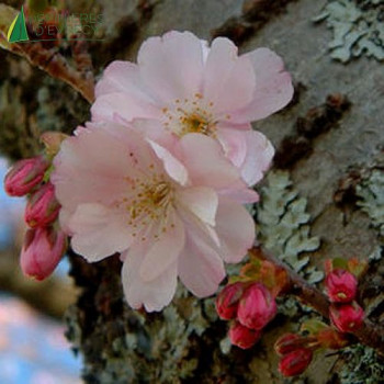 PRUNUS serrulata Accolade