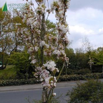 PRUNUS serrulata Amanogawa 100/125 Cont.5/7.5 L 