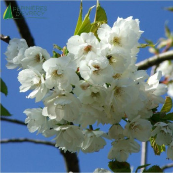 PRUNUS serrula