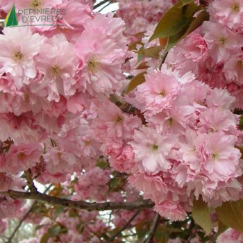 PRUNUS serrulata Kanzan (ou new red) Touffe 100/125 Cont.15/20 L 