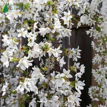 PRUNUS  Snow Fountains