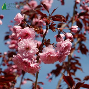 PRUNUS serrulata Royal bugundy