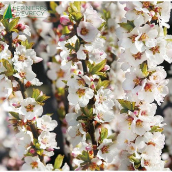 PRUNUS tomentosa