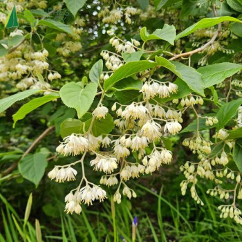 PTEROSTYRAX corymbosa