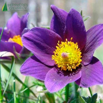 PULSATILLA vulgaris