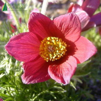PULSATILLA vulgaris Rubra