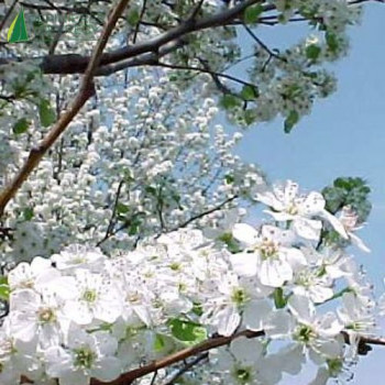 PYRUS calleryana Chanticleer