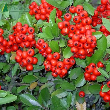 PYRACANTHA coccinea Red column