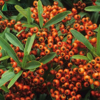 PYRACANTHA  Orange glow  Cont.3/4 L 