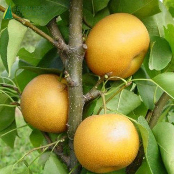 PYRUS pyrifolia Hosui (nashi) Demi Tige 08/10 Conteneur 