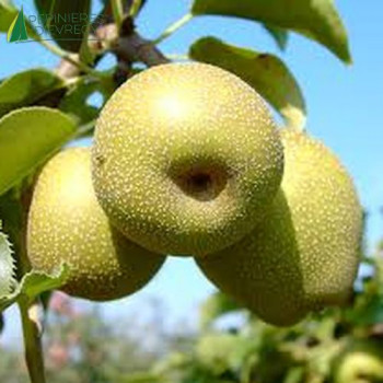 PYRUS pyrifolia Shinko (NASHI)