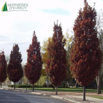QUERCUS bimumdorum  Crimschmidt