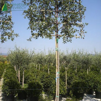 QUERCUS ilex rideau