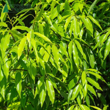 QUERCUS myrsinifolia