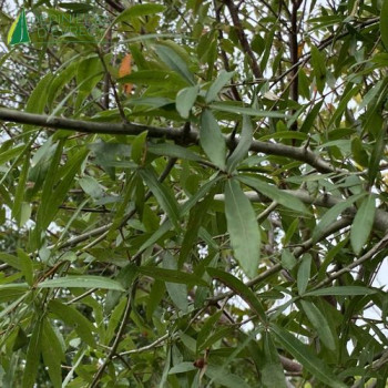 QUERCUS phellos