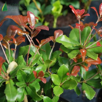 QUERCUS phillyreoides