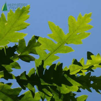 QUERCUS cerris