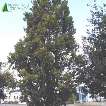 QUERCUS robur Fastigiata koster