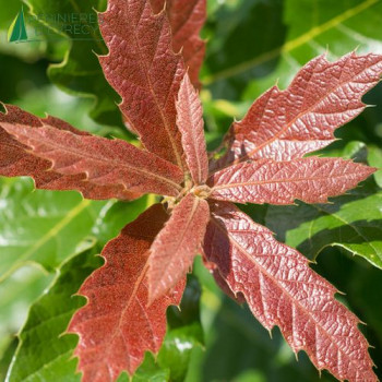 QUERCUS rhysophylla Maya