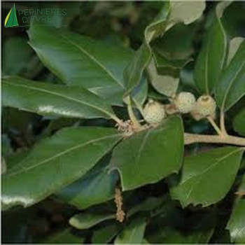 QUERCUS ilex