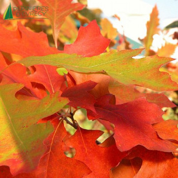 QUERCUS palustris