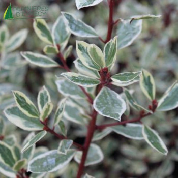 RHAMNUS alaternus argenteovariegata  Cont.2/2.5 L 
