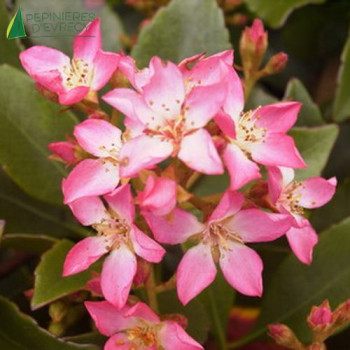 RHAPHIOLEPIS DELACOURII COATES CRIMSON  Cont.3/4 L 