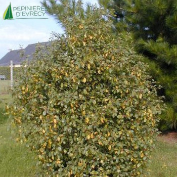 RHAMNUS frangula