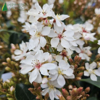 RHAPHIOLEPIS indica White Cloud