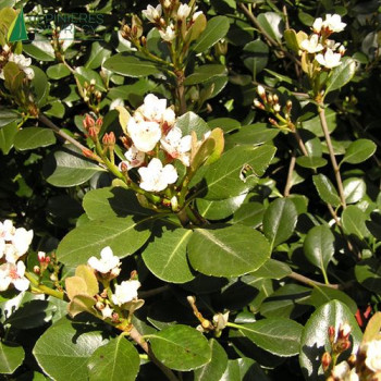 RHAPHIOLEPIS umbellata