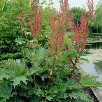 RHEUM palmatum Tanguticum  Cont.2/2.5 L 