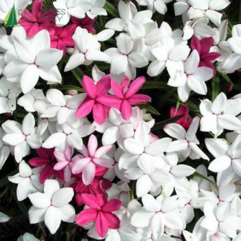 RHODOHYPOXIS Baurii The Bride