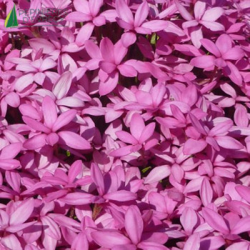 RHODOHYPOXIS Baurii Mars