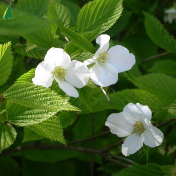 RHODOTYPOS scandens