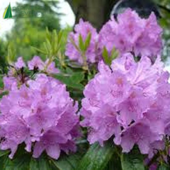 RHODODENDRON ponticum 60/80 Cont.5/7.5 L 