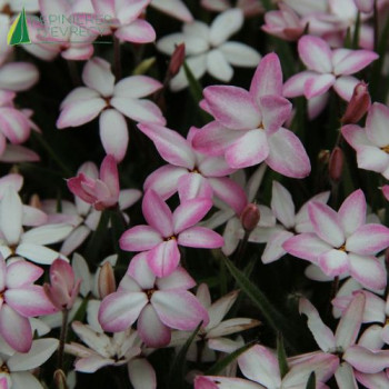 RHODOHYPOXIS  Fairy Kisses 15/20 Cont.3/4 L 