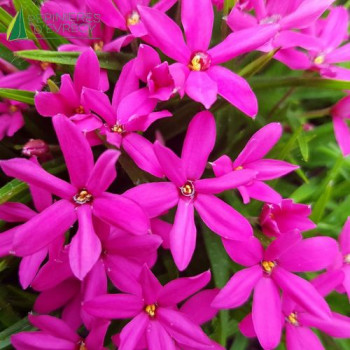 RHODOHYPOXIS Fairytale 15/20 Cont.3/4 L 