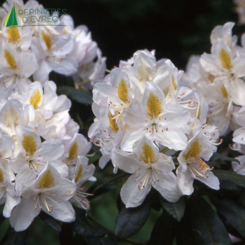 RHODODENDRON hybride Madame masson  Cont.3/4 L 
