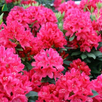 RHODODENDRON hybride Nova zembla  Cont.3/4 L 