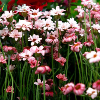 RHODANTHEMUM hosmariense Zagora Pink