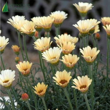 RHODANTHEMUM hosmariense Zagora Yellow