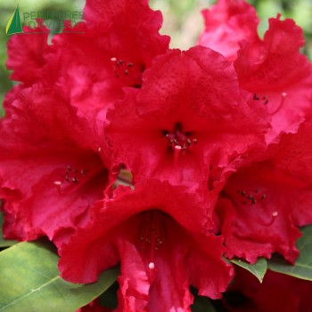 RHODODENDRON hybride Red Jack 40/60 Cont.3/4 L 