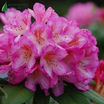 RHODODENDRON hybride Eucharitis 40/60 Cont.3/4 L 