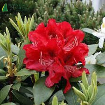RHODODENDRON hybride Karl Naue 40/60 Cont.3/4 L 