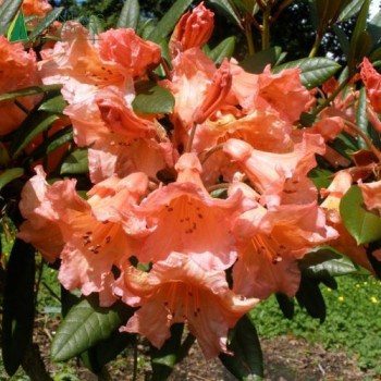 RHODODENDRON hybride Tortoiseshell 40/60 Cont.3/4 L 