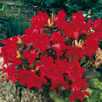 RHODODENDRON nain Baden baden