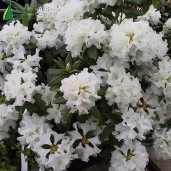 RHODODENDRON nain Dora Amateis