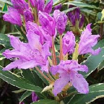 RHODODENDRON ponticum Variegatum 60/80 Cont.5/7.5 L 