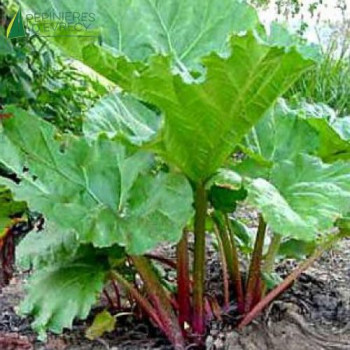 RHUBARBE