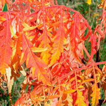 RHUS typhina Tiger s eyes